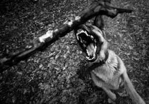dog bite lawyer in St. Louis, MO